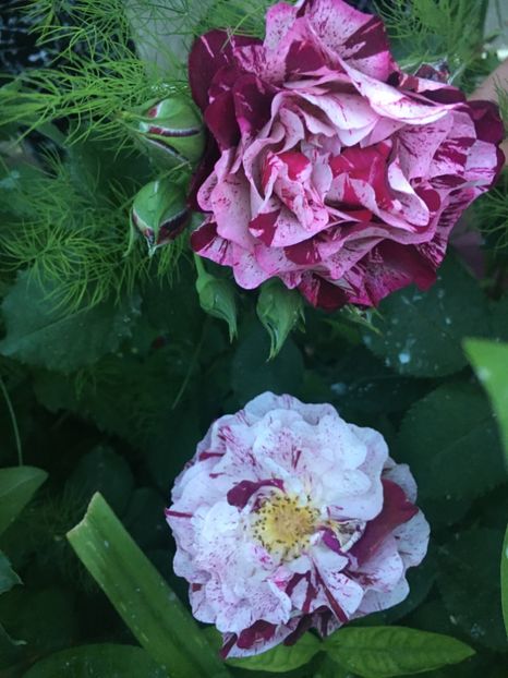 Rosa Mystica - Trandafiri 2019 II