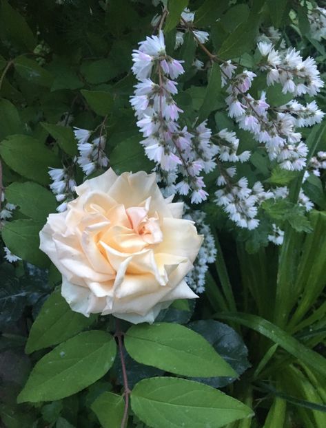 F4468C96-8C8F-468C-AB0D-2F8FFE0C174C - Trandafiri 2019 II