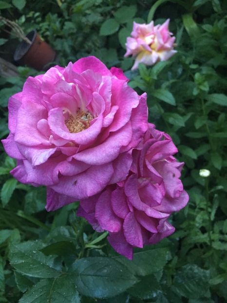 A1F64B71-7CE3-490F-A252-C78C9DDE87A3 - Trandafiri 2019 II