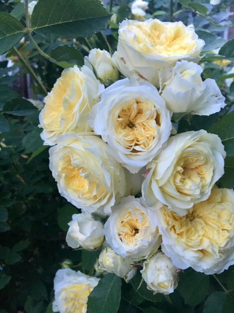 9A6FAAB6-DDFE-4B40-B6FD-EEC0508BBCCD - Trandafiri 2019 II