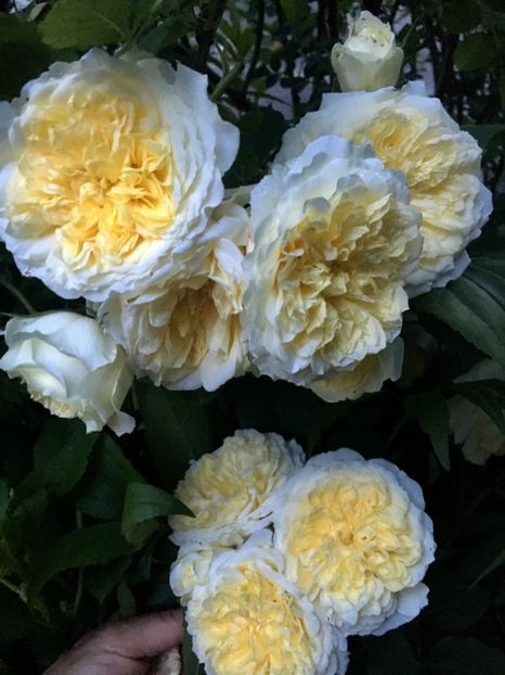 E0F68109-A85C-479D-91C8-8CA5F678D308 - Trandafiri 2019 II