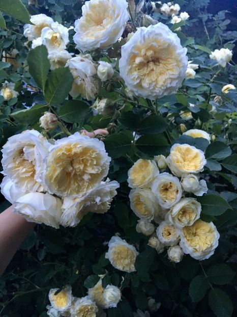 2623B19B-BD19-4405-A5DD-E17D497DC6D9 - Trandafiri 2019 II