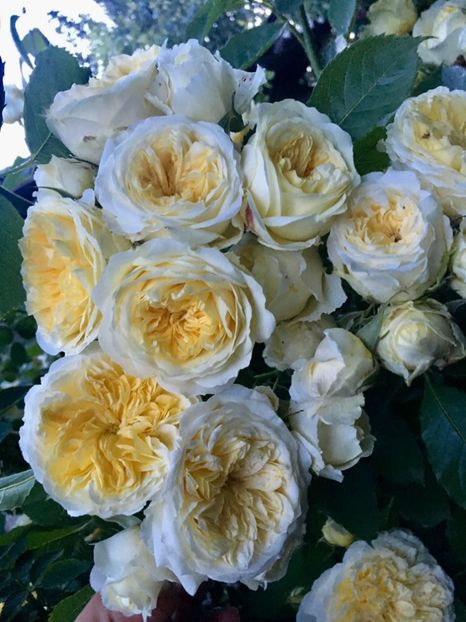 Pilgrim - Trandafiri 2019 II