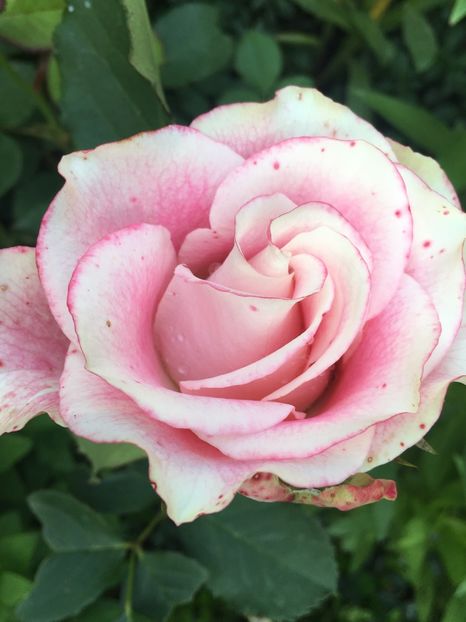 692C459D-63C5-471E-8BDD-869EA8AAC494 - Trandafiri 2019 II