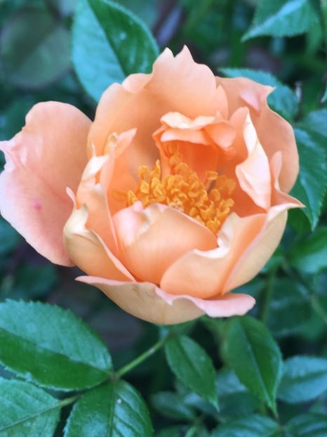 3D2AA097-FB93-44FA-81F6-7CAA40083337 - Trandafiri 2019 II