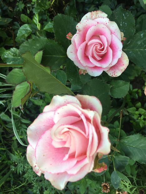 E8B09C25-B890-4AF0-A491-B3B0D74DA993 - Trandafiri 2019 II