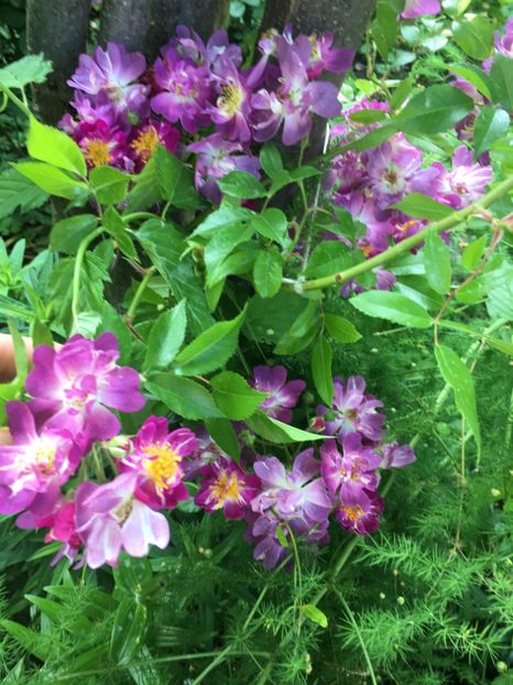 EE834C02-E6E2-4805-8B86-3848F5B2A380 - Trandafiri 2019 II