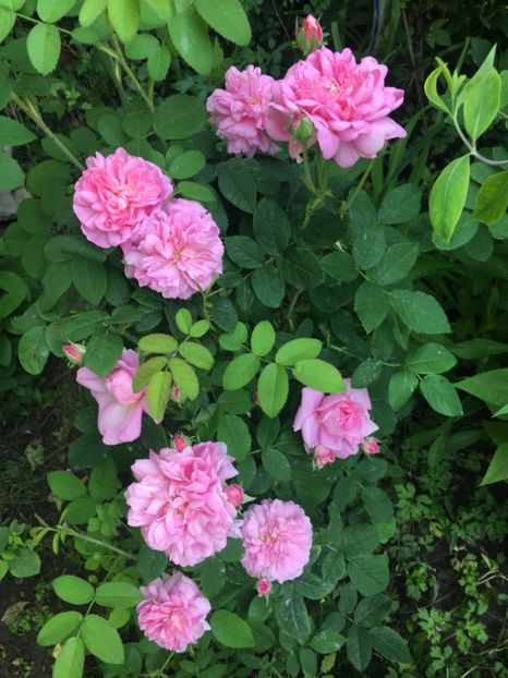 C4CBB61A-2E2C-4AA8-8D6C-D2A8AA05A603 - Trandafiri 2019 II