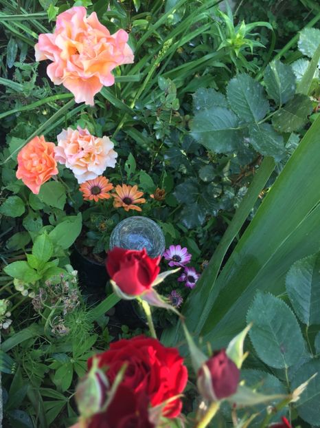 25B8B500-2157-4549-B717-AB3E2002FE48 - Trandafiri 2019 II