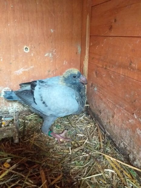 Pui 2019 - Germani 2015-2023