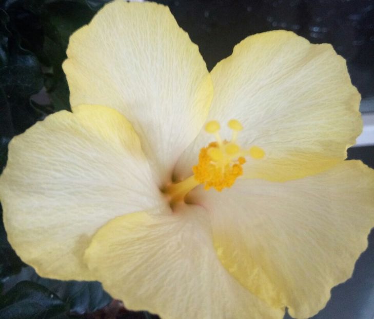  - HIBISCUSI - 2019_2021-2022-2023