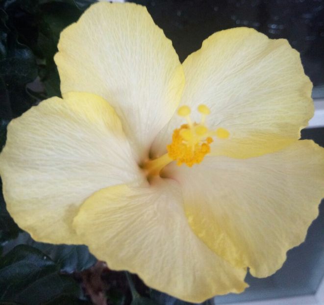  - HIBISCUSI - 2019_2021-2022-2023