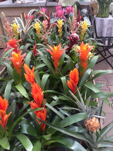 29.05.2019 - A -Magazin