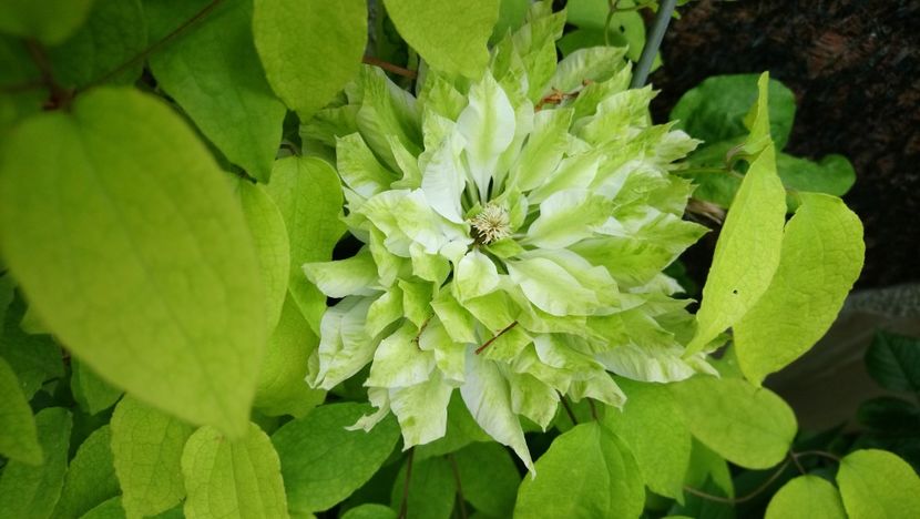  - Clematite