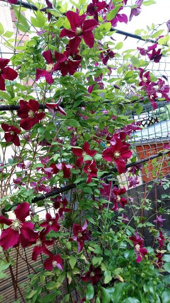  - Clematite