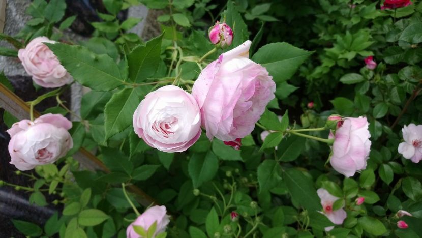  - Madame Pierre Oger