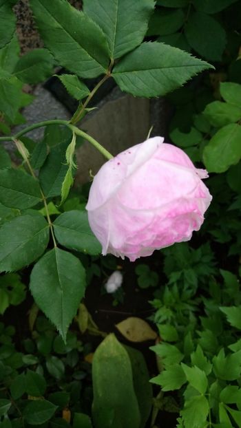  - Madame Pierre Oger