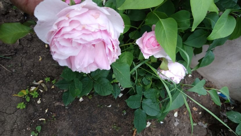  - Madame Pierre Oger