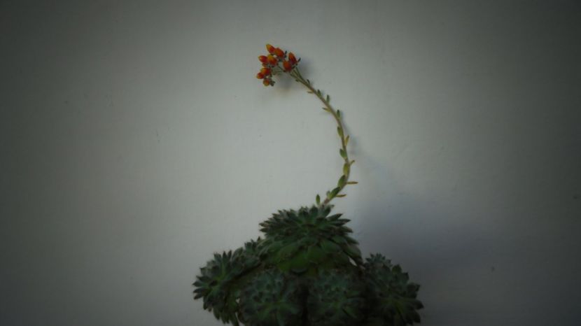 Echeveria setosa - Stelute