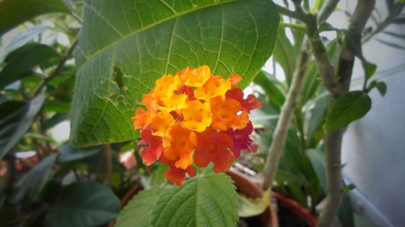Lantana - Stelute