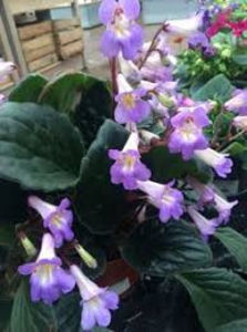 Streptocarpus Snowlina - violete gabigligor