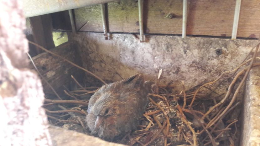 Unul mai mic... - TURTURELE SENEGAL