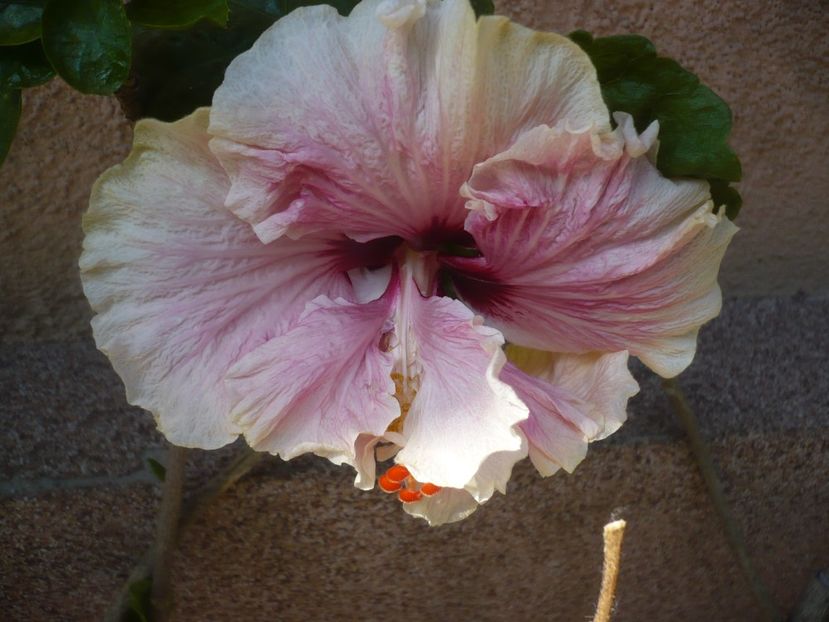 29.05.2019 - HIBISCUSI 2019-1