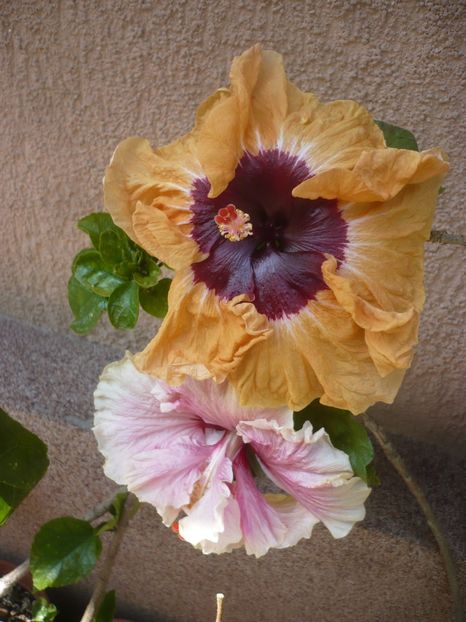 P1410529 - HIBISCUSI 2019-1