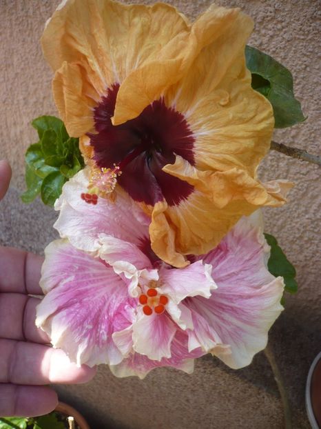 P1410530 - HIBISCUSI 2019-1