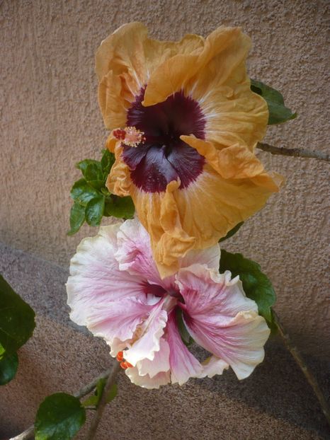 P1410531 - HIBISCUSI 2019-1