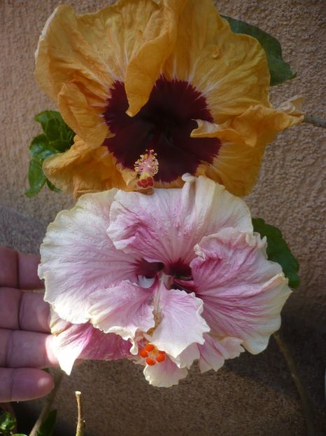 P1410532 - HIBISCUSI 2019-1