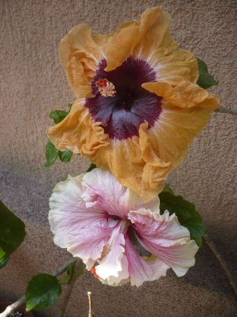 P1410533 - HIBISCUSI 2019-1