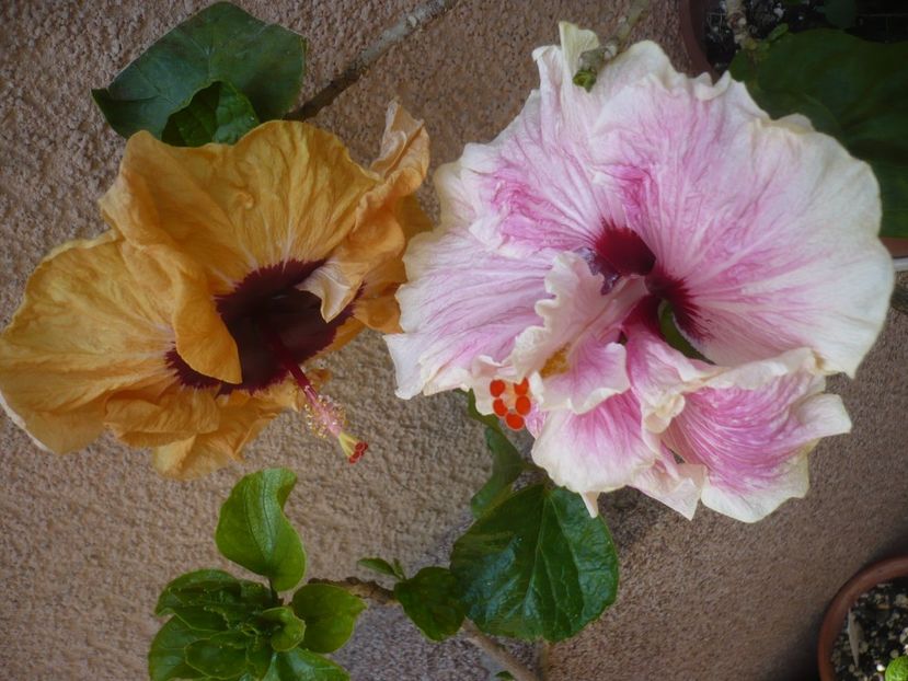 P1410534 - HIBISCUSI 2019-1