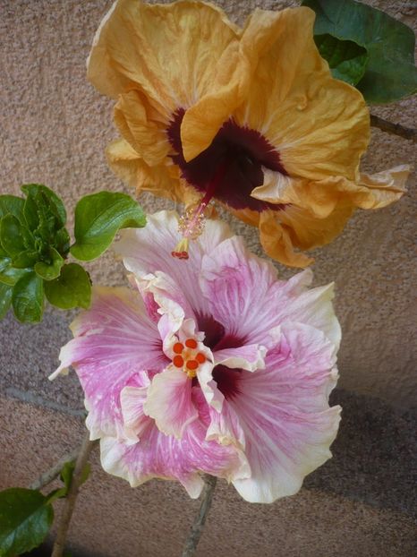 P1410536 - HIBISCUSI 2019-1