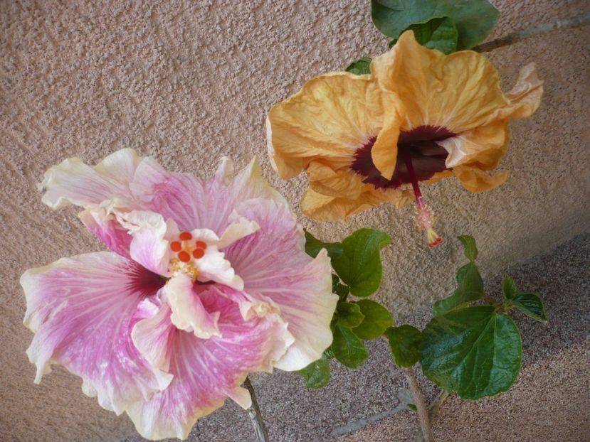 P1410538 - HIBISCUSI 2019-1