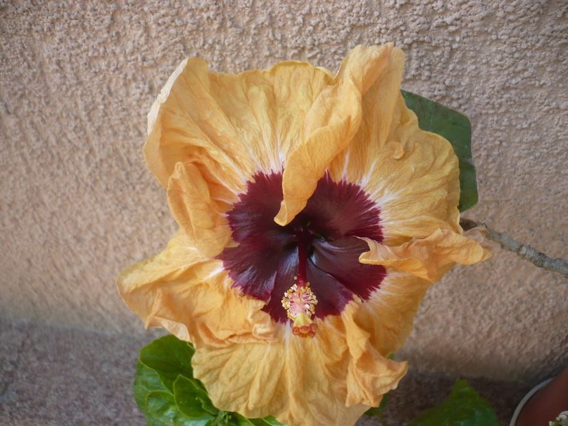 P1410539 - HIBISCUSI 2019-1