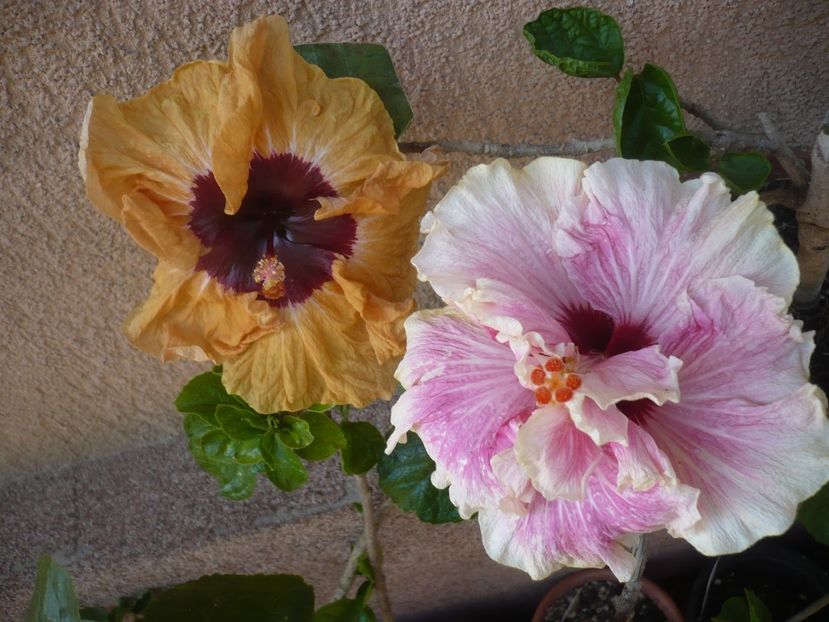 P1410541 - HIBISCUSI 2019-1