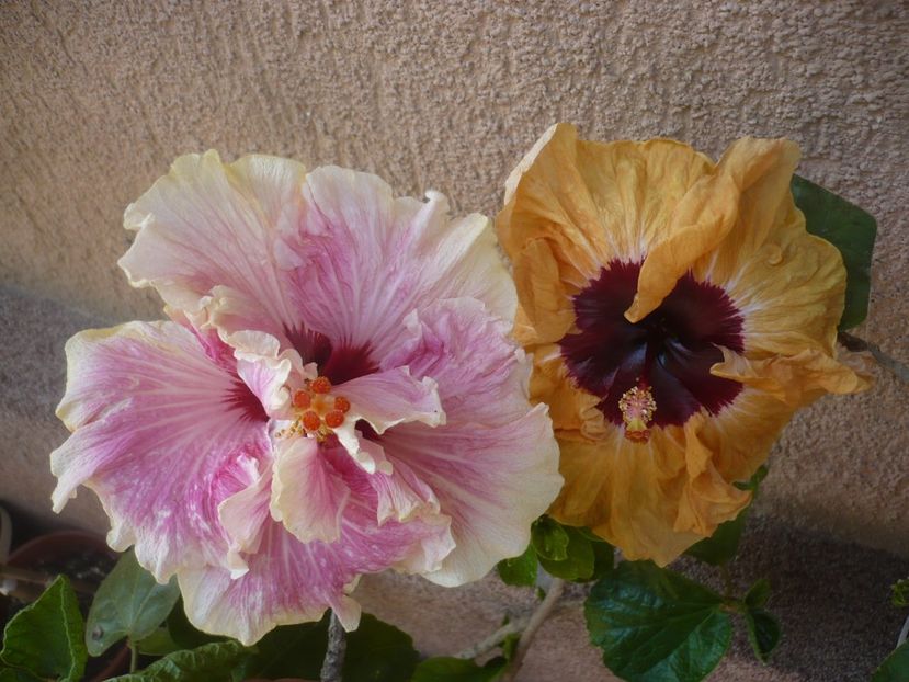 P1410543 - HIBISCUSI 2019-1