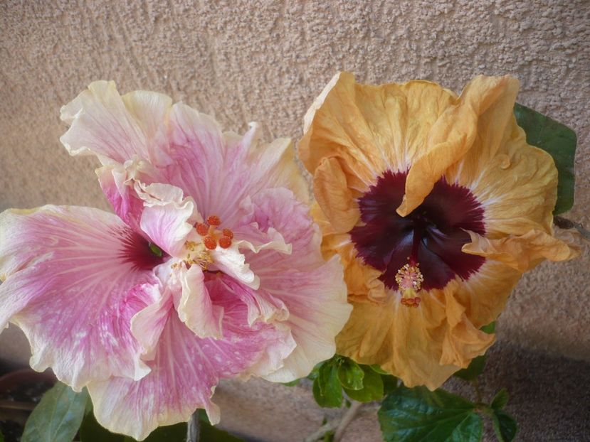 P1410545 - HIBISCUSI 2019-1