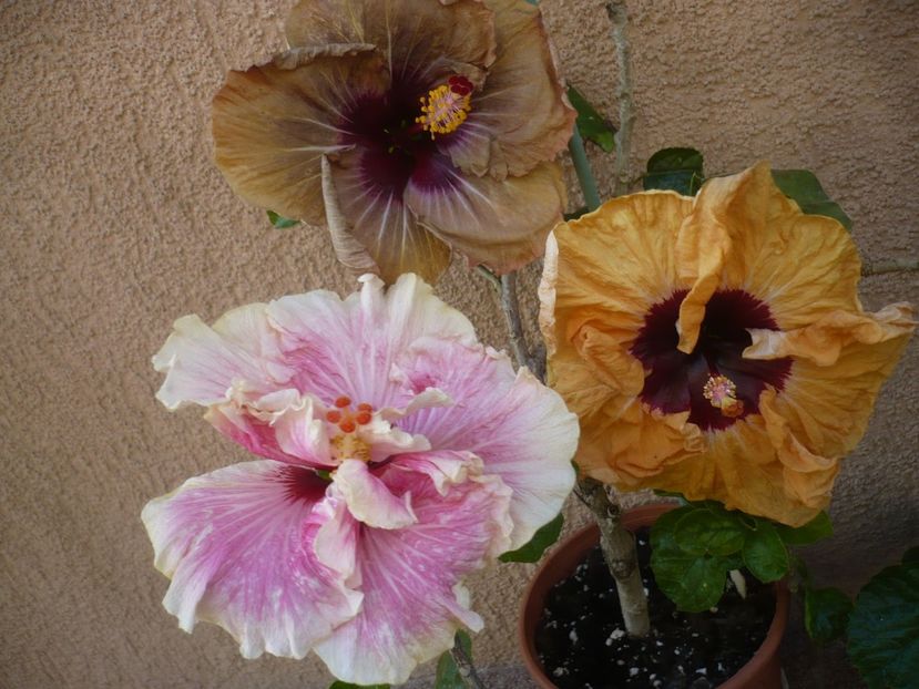 P1410549 - HIBISCUSI 2019-1