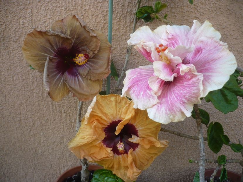 P1410550 - HIBISCUSI 2019-1