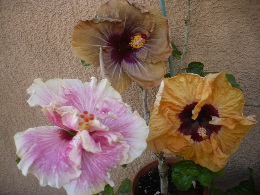 P1410551 - HIBISCUSI 2019-1