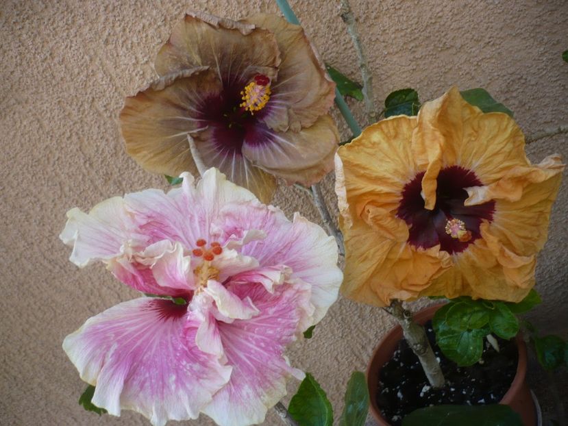 P1410553 - HIBISCUSI 2019-1