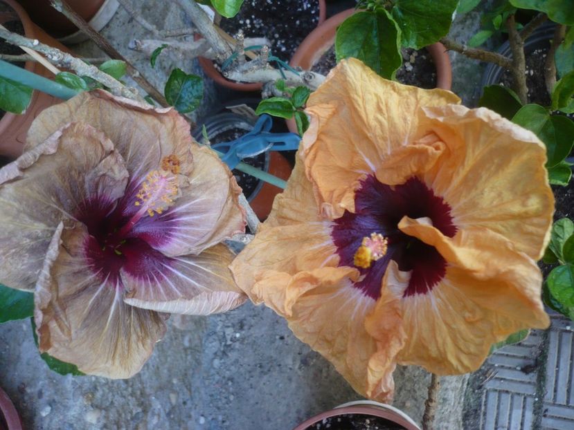 P1410573 - HIBISCUSI 2019-1