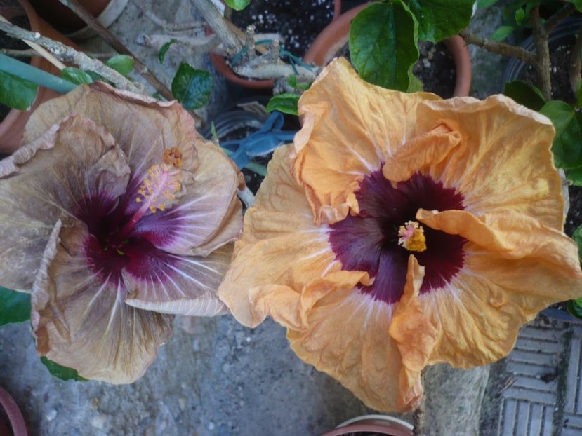 P1410574 - HIBISCUSI 2019-1