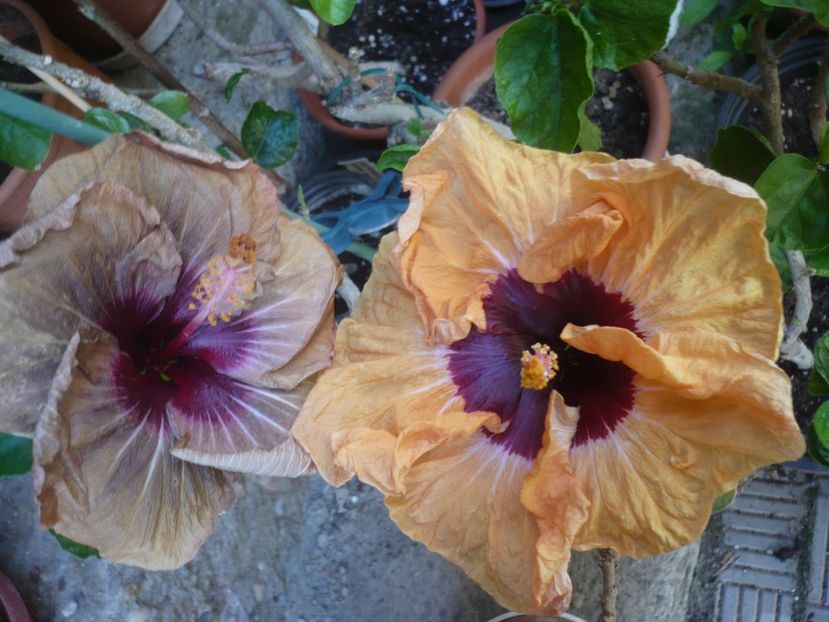 P1410575 - HIBISCUSI 2019-1