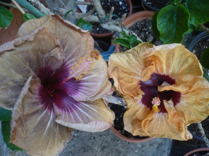 P1410576 - HIBISCUSI 2019-1