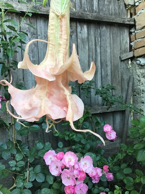 294A8993-83CF-4093-8A0C-7D391B17074D - Brugmansii 2019