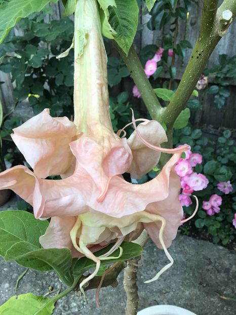 D6A4D55F-0D24-4630-A4DE-A33396446D61 - Brugmansii 2019