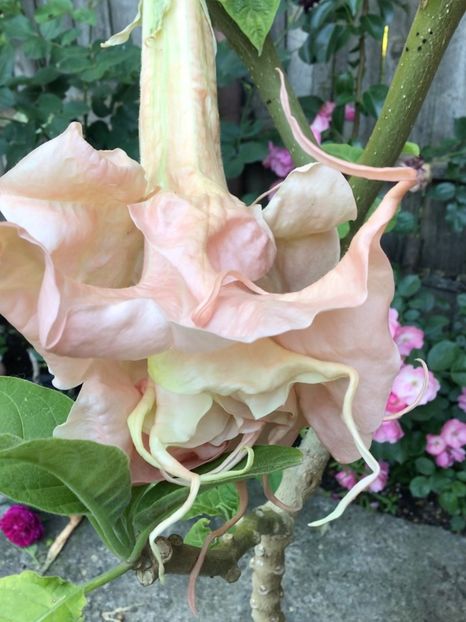 E2D6D759-4262-4372-BDF6-E9BE42CE3C47 - Brugmansii 2019